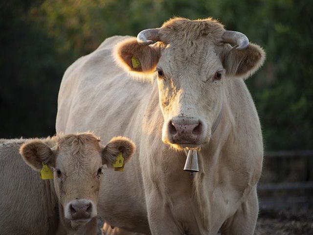 В 2022 году Россия обеспечит стабильные объемы производства продукции животноводства